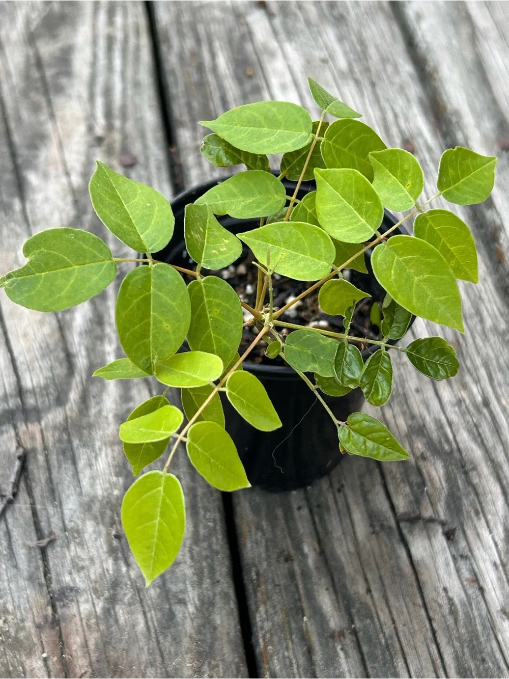 Lavender Wisteria 4” plant